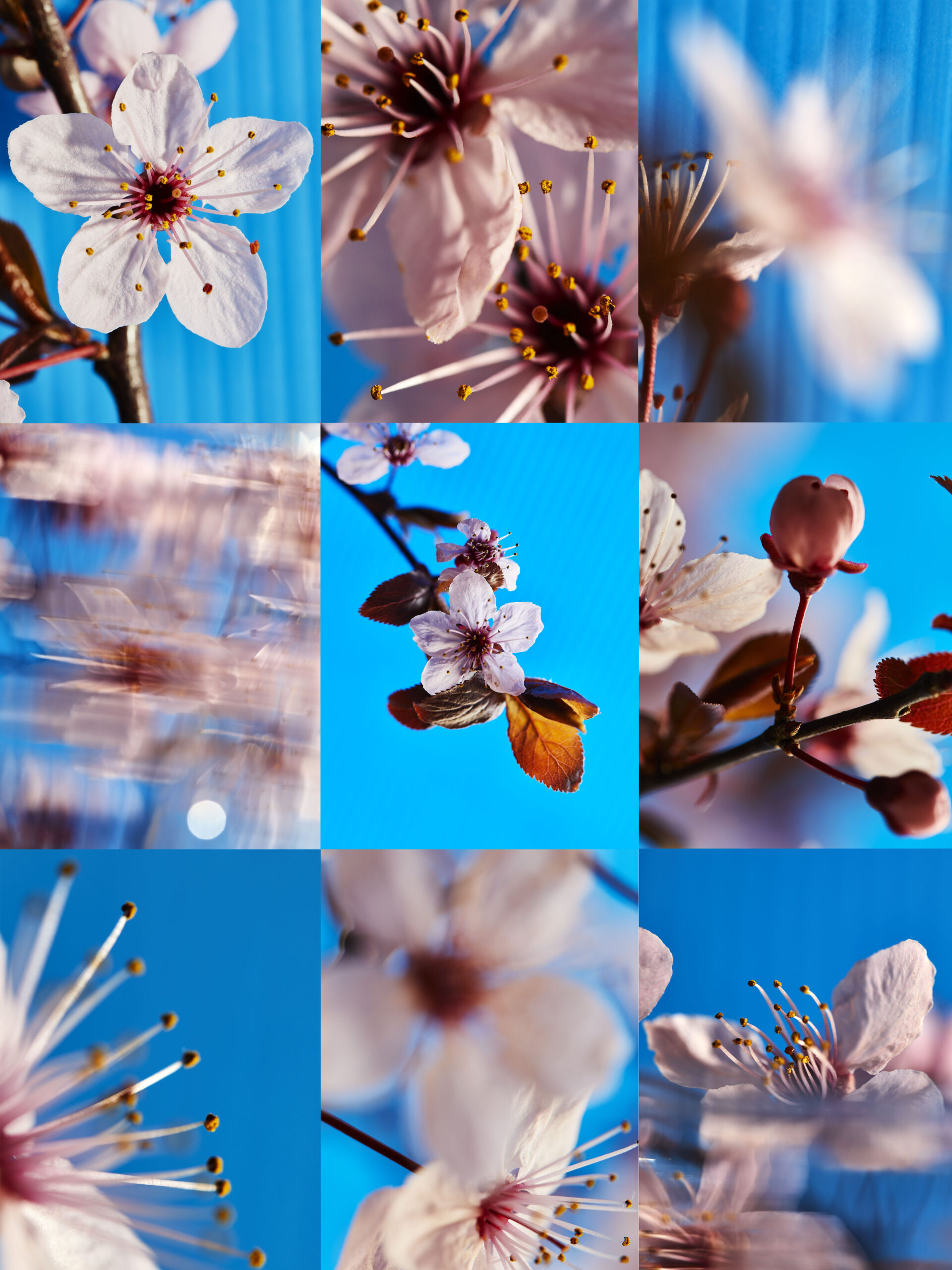 PERSONAL FLOWERS